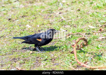 Männliche Red Winged Blackbird am Boden auf der Jagd nach Essen Stockfoto