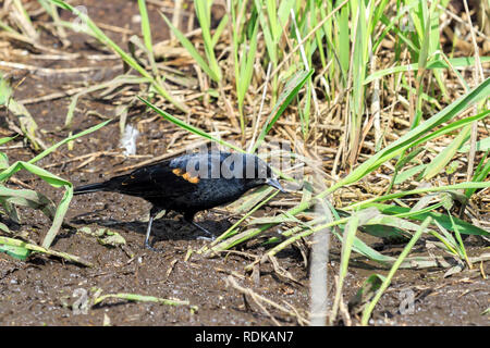 Männliche Red Winged Blackbird am Boden auf der Jagd nach Essen Stockfoto