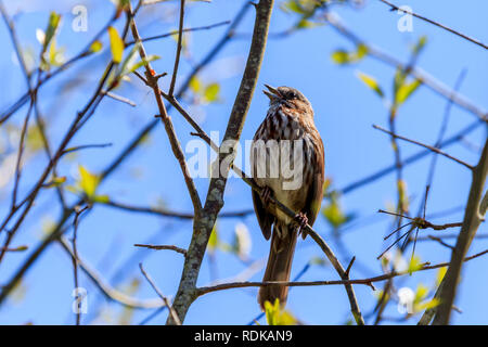 Sunlit weiblichen Red-Wing Amsel auf Ast Stockfoto