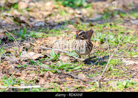 Sunlit weiblichen Red-Wing schwarzer Vogel auf der Suche nach Nahrung die Erde Stockfoto