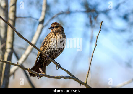 Sunlit weiblichen Red-Wing Amsel auf Ast Stockfoto