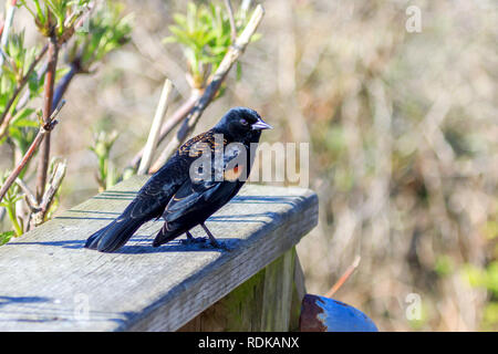 Sunlit männlichen Red-Wing Blackbird thront auf Zaunpfosten Stockfoto