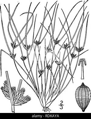 . Eine Illustrierte Flora von der nördlichen USA, Kanada und die britischen Besitzungen, von Neufundland zu den Parallelen der südlichen Grenze von Virginia, und vom Atlantik westwärts zu den 102 d Meridian. Botanik; Botanik. . Bitte beachten Sie, dass diese Bilder sind von der gescannten Seite Bilder, die digital für die Lesbarkeit verbessert haben mögen - Färbung und Aussehen dieser Abbildungen können nicht perfekt dem Original ähneln. extrahiert. Britton, Nathaniel Lord, 1859-1934; Braun, Addison, 1830-1913. New York, Scribner Stockfoto