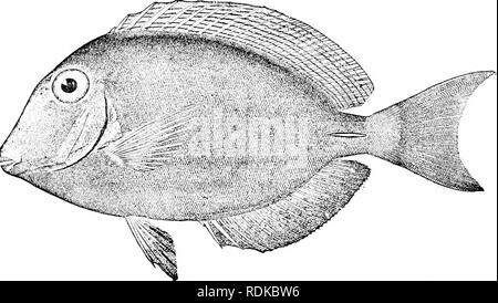 . Ein Leitfaden für das Studium der Fische. Fische; Zoologie; Fische. 4 o 8 Die Squamipinnes Fisch, Lancet - Fisch, Tang, Barbero, etc., und es ist eine sehr effektive Waffe gegen Fisch oder Mensch, nutzen eine dieser Kreaturen durch den Schwanz. Die Arten haben das Zentrum der Verteilung in Ostindien und haben Europa nicht erreicht. Drei Arten sind in den Westindischen Inseln gefunden. Die blue Tang {Teuthis cceruleus) ist vor allem in hellen Blau. Die gemeinsame Tang, Teuthis chirurgus, ist braun mit bläulichen Streifen, während eine dritte Art, Teuthis bahi - Anus, hat eine gegabelte Schwanzflosse. Ganz in der Nähe diese Art ist Teuthis crcst Stockfoto