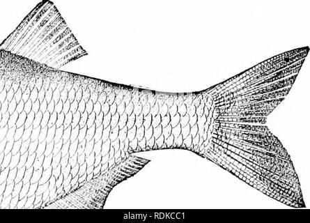 . Ein Leitfaden für das Studium der Fische. Fische; Zoologie; Fische. /,)//Mm/&lt; Tay, Abb. 33.-^ Mooneye, Hiodon tergisus Le Sueur. Ecorse, Mich. Sie sind Shad - wie Fische mit glänzend silbernen Schuppen und sehr starke scharfe Zähne, die auf der Zunge besonders lang. Sie sind sehr schöne Fische und den Haken mit Geist nehmen, aber das Fleisch ist ziemlich geschmacklos und voll von kleinen Knochen, ähnlich wie das. Bitte beachten Sie, dass diese Bilder aus gescannten Seite Bilder, die digital für die Lesbarkeit verbessert haben mögen - Färbung und Aussehen dieser Abbildungen können nicht Perfekt th ähneln extrahiert werden Stockfoto