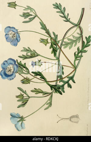 . Edwards' botanische registrieren, oder, ornamentalen Blumen - Garten und Gebüsch... Pflanzen, Zierpflanzen - - Großbritannien; Pflanzen, Zierpflanzen - - Großbritannien; Pflanze Einführung - - Großbritannien; fremder Pflanzen - - Großbritannien; Botanische Illustration - - Großbritannien; Botanische Illustration - - Großbritannien; Pflanzen; pflanzen. , 1. Bitte beachten Sie, dass diese Bilder sind von der gescannten Seite Bilder, die digital für die Lesbarkeit verbessert haben mögen - Färbung und Aussehen dieser Abbildungen können nicht perfekt dem Original ähneln. extrahiert. Edwards, Sydenham, 1769?-1819; Lindley, John, 1799-1865. Stockfoto