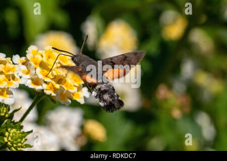 Bunte Humming-Bird Hawk Moth (Macroglossum stellatarum) Ernährung in einem Garten in Sardinien, Italien, Stockfoto