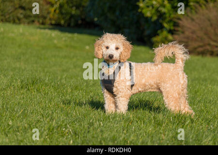 Portrait von poochon Welpen mit schwarzen Kabelbaum mit Schwanz bis auf grünem Gras in einem Park und schauen in die Kamera Stockfoto