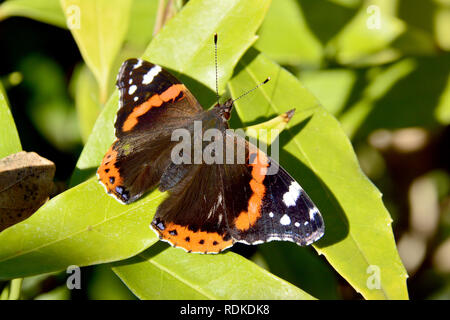 Admiral, Admiral, Vulcain, Vanessa atalanta, atalantalepke, admirálislepke, Budapest, Ungarn, Magyarország, Europa Stockfoto