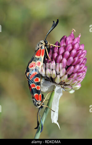 Krepuskulärer burnett oder östlicher burnett, Esparsetten-Widderchen, Krainer Widderchen, Zygaena carniolica, fehérgyűrűs csüngőlepke Stockfoto