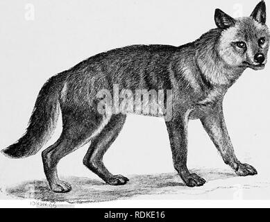 . Die Cambridge Natural History. Zoologie. Abb. 207.- Fennec Fox. Canis zerda. xj Serie er bezeichnet die "Alopecoid" oder Fuchs - wie, und die "Thooid" oder Wolf. Es wurde vorgeschlagen, dass der generische Name Vidpes werden. Abb. 208.- Prairie Wolf oder Coyote. Oanis yogiebeer. x J. für das ehemalige verwendet und Canis für den zweiten. Die Zeichen, die sofort bearbeitet werden, sind auch unter VOL zu beachten. X2E Bitte beachten Sie, dass diese Bilder aus gescannten Seite Bilder, die digital für die Lesbarkeit verbessert haben mögen - Färbung und Aussehen dieser Abbildungen ma extrahiert werden Stockfoto