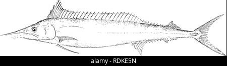 . Die Cambridge Natural History. Zoologie. Abb. 416,- Tetrapturus helone, aus dem Mittelmeerraum. (Nach Cuvier und Valenciennes.) ein Yj. Die ausgestorbene Familie Paleorhynchidae unvollkommen bekannt, die von den Meeren des Eozän und Oligozän und Miozän Perioden, mit den Gattungen Paleorhynehus und Hemirhynchus, vermutlich ist eng mit der Histiophoridae. Die Wirbel Nummer 50 bis 60, und die Rippen komplett umschließen den Körper. In Paleorhynehus beide Kiefer sind gleichermaßen in eine ensiform Waffe produziert. Mochius, aus dem Eozän, mit Rautenförmigen, leicht über - Läppen knöcherne scutes auf den Körper, ist pe Stockfoto