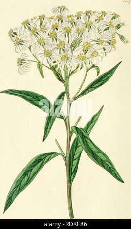 . Edwards' botanische registrieren, oder, ornamentalen Blumen - Garten und Gebüsch... Pflanzen, Zierpflanzen - - Großbritannien; Pflanzen, Zierpflanzen - - Großbritannien; Pflanze Einführung - - Großbritannien; fremder Pflanzen - - Großbritannien; Botanische Illustration - - Großbritannien; Botanische Illustration - - Großbritannien; Pflanzen; pflanzen. . Bitte beachten Sie, dass diese Bilder sind von der gescannten Seite Bilder, die digital für die Lesbarkeit verbessert haben mögen - Färbung und Aussehen dieser Abbildungen können nicht perfekt dem Original ähneln. extrahiert. Edwards, Sydenham, 1769?-1819; Lindley, John, 1799-1865. Lo Stockfoto