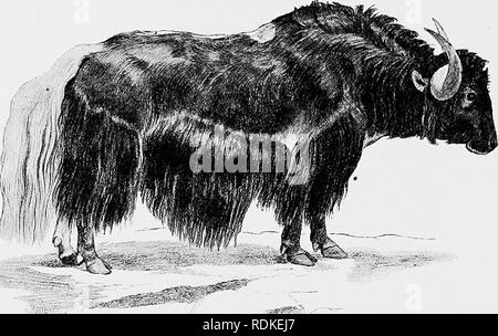 . Die Cambridge Natural History. Zoologie. 320 Die THIBETAN YAK Das Yak, Bos grunniens, ist ein Langhaariger eigentümliche Art, beschränkt. Her. 168.- Yak. Bos grunniens. x jV. Zu den Thibetan Plateau. B. {Anoa) depressicornis von Celebes wird durch seinen geraden Hörnern geprägt; Verbündeten ist es B. Mindorensis. Bitte beachten Sie, dass diese Bilder sind von der gescannten Seite Bilder, die digital für die Lesbarkeit verbessert haben mögen - Färbung und Aussehen dieser Abbildungen können nicht perfekt dem Original ähneln. extrahiert. Harmer, S.F. (Sidney Frederic), Sir, 1862-ed; Shipley, A.E. (Arthur Everett), Stockfoto