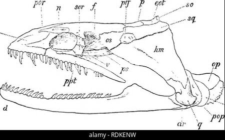 . Die Cambridge Natural History. Zoologie. (Nach Giiiither.] Abb. 364. âSaccopliarynx ampuUaceus, h, Nat. Größe. Eurypharyiu:, Macroxjharynx und Gastrostomus. Die tiefen, an dem sie gewonnen wurden, schwanken zwischen 389 und 1467 Klafter, aber drei der vier bekannten Exemplare von Sacco-Rachen auf der Oberfläche waren durch einen Fisch zu gross für die Kapazität der Magen geschluckt. Die Länge der größte Exemplar ist ungefähr 6 Fuß, von denen der Schwanz ist fast drei Viertel. etiiA. ^ op'â â ion Abb. 365. âSkull von Thyrsoidea meleagris, Seitenansicht. O.p. Gelenkknorpel, d dentary; Stockfoto