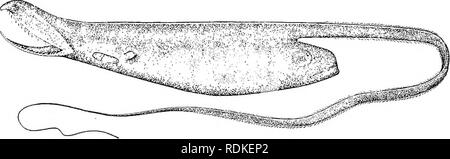 . Die Cambridge Natural History. Zoologie. 6 o4 TELEOSTEI schwach entwickelt und das Skelett unvollkommen verkalkt. Der Mund, mit ziemlich langen aber schwach, oder sogar Minuten Zähne eingerichtet, und der Rachen und Magen sind in der Lage, großartige Distension, diese Fische in der Lage ist, außerhalb einer Beute sehr viel größer, als sich selbst zu erhalten; die Augen sind weit vorne auf dem Kopf liegt; der Schwanz ist extrem schlank und Bügelfalte. Vier Gattungen sind bekannt, die jeweils mit einer einzigen Art, vom Atlantik: Saccopliarynx,. (Nach Giiiither.] Abb. 364,- Saccopliarynx ampuUaceus, h, Nat. Größe. Macroxjha Eurypharyiu:, Stockfoto