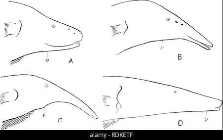 . Die Cambridge Natural History. Zoologie. 58 o TELEOSTEI der bekannteste Vertreter dieser Familie ist die so genannte Electric Eel (Gymnotus electricus), des Orinoco, Amazonen, und. Abb. 351,- Umrisse der Köpfe, die Form der snont und die Position der Entlüftung (v). A, Sternarchiis alhifrons; B, Sternarchiis macrostovia; C, lihamphostCDiarclius Gicrvirostris; D, Rhaniphosternarchus tamandua. Vorleistungsgüter Fluss-Systems. Es wächst auf eine Länge von 8 Fuß und der Dicke der Oberschenkel, und ist wesentlich für die elektrische Schläge, Entlastung gefürchtet. Die "Tremblador", wie sie von der Sp aufgerufen wird Stockfoto