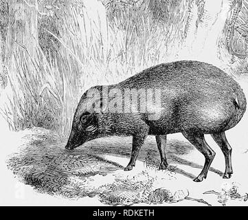 . Die Cambridge Natural History. Zoologie. i-] 6 Die PYGMY HOG Großen entsorgt wird Ihnen auf vier zu reduzieren, wenn nicht auf weniger Arten. Er ermöglicht die weit reichenden 8. scrofa vittatus, S., und der östlichen Malaiische (S'. Verrucosus und &Amp; harhatus. Die I'ygmy Hog Der Bhotans scheint nicht zu bestimmten Rang berechtigt sein, sicherlich nicht zu den generischen (in der Meinung einiger), obwohl es wurde als Porcula salrania} Das Wildschwein der I I'f iM ich! fk, 1^/". ^^ - fiir Abb. 142.- Pygmy Hog (von der Natur). Sus sahania. x J. Europa ist Sus scrofa. Es war früher ziemlich reichlich in diesem Land; nicht nur ar Stockfoto