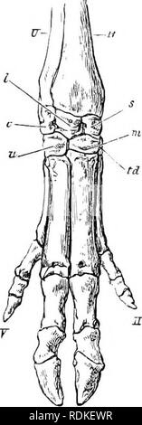 . Die Cambridge Natural History. Zoologie. Kapitel XI UNGULATA {Fortsetzung) - aktiodactyla (Selbst-toed Huftieren) SIKENIA Sub-Oeder 10. AliTIODACTYLA. Die Aitiodactvle oder "Selbst-toed" huftiere sind zu dis-. Bitte beachten Sie, dass diese Bilder sind von der gescannten Seite Bilder, die digital für die Lesbarkeit verbessert haben mögen - Färbung und Aussehen dieser Abbildungen können nicht perfekt dem Original ähneln. extrahiert. Harmer, S.F. (Sidney Frederic), Sir, 1862-ed; Shipley, A.E. (Arthur Everett), Sir, 1861-1927. Hrsg. [London, Macmillan und Co., Limited, New York, Macmillan Co Stockfoto