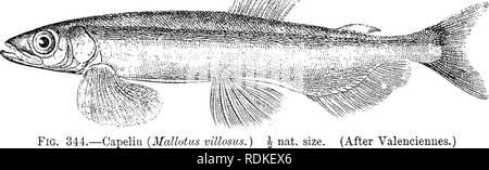 . Die Cambridge Natural History. Zoologie. 568 TELEOSTEI Haftfestigkeit und der Tatsache, dass die Eizellen fallen in die Bauchhöhle, aus dem heraus Sie können leicht zusammengedrückt werden, macht künstliche Imprägnierung besonders einfach, und die Arten von Salmo haben immer den ersten Platz in den Annalen der Fisch belegt - Kultur. Befruchtete Eier in Eis transportiert werden, die Entwicklung einfach für mehrere Wochen unterbrochen, und mehrere Formen von Britischen und Amerikanischen Salmoniden haben so in Neuseeland und Tasmanien, wo einige sich gründlich hergestellt wurden eingeführt. Die White-Fish, Coregonus, Stockfoto