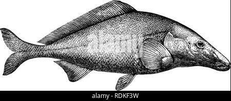 . Die Cambridge Natural History. Zoologie. 549 MALACOPTERYGII Alhda ist im Eozän (London Ton und Bruxellian) vertreten; und der Kreidezeit und Istieus Anogmius werden geglaubt, möglicherweise zu Pterothrissus bezogen zu werden. Vier kreidigen Typen{Plethodus, Thryptodus, Syntegmodus und Ancylostylus) sind mit Zweifel an den Albulidae bezeichnet. Fam. 7. Mormyridae.-Rand des Oberkiefers, geformt durch die einzelnen praemaxillary und die maxillaries, Letzteres artikulierte oberhalb des ehemaligen auf die ethmoid. Parietale Knochen Trennung der supraoccipital Vom frontals; ein großes Loch auf jeder Seite des Schädels, b Stockfoto