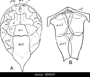 . Die Cambridge Natural History. Zoologie. 536 Fische. Dass es gut entwickelten und teilweise Verkalktem neuronale und haemal Bögen verbunden mit einem hartnäckigen Chorda dorsalis. Es ist möglich, dass der Schädel autostylic ist. Gill - Bögen sind nicht bekannt. Ein paar Platten (Schwein. 324, A, j) an der postero-laterale Winkel der cephalen Schild vielleicht opercula. Die Zähne sind konisch. Die im Oberkiefer sind durch zwei Paare von Platten, wahrscheinlich vomers und Bahnhof Châteaucreux unterstützt. Im Unterkiefer Es gibt zwei Serien der Zähne, die vorderen in der Nähe der symphyse, der andere hinter, sup - durch einen einzigen b portiert Stockfoto