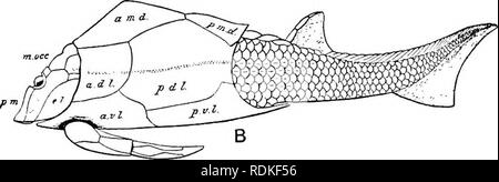 . Die Cambridge Natural History. Zoologie. Abb. 322.- restauriert Umrisse von Pterichthys milleri. Die obere Abbildung stellt eine dorsalansicht, und der untere einen seitlichen Blick. Die gestrichelten Linien im Laufe der seitenlinie System hin, a.d.l, Antero-dorso-lateral; ag, eckig; ein.in.d, anterior Median dorsale; ein.v.l, anterior ventro-lateralen; e. l, extra-lateralen oder Operculum; Ich, seitliche; I. occ, seitliche occipital; m, Median oder Stelle zwischen Platte; m. occ, median occipital; o, Orbit; s. d. l, posterior dorso-lateral; P.M., pre-Median; 2 }- m. d, posterior Median dorsale;^". m, post-Median; jj.t' Stockfoto