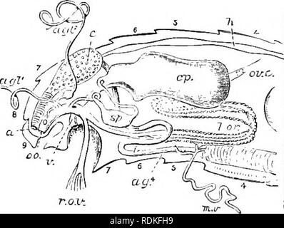 . Die Cambridge Natural History. Zoologie. 320 LEPIDOPTERA schmale Speiseröhre durch die Länge des Thorax, Dilatation, wenn es im Bauch eine röhrenförmige Magen Form erreicht; vor diesem ist es etwas vergrößert ein undeutlicher Erntegut zu bilden, und ein großes Divertikel in der Regel ein saugen Magen genannt. Laut, Burgess, diese Struktur verfügt nicht über die Funktion, die diese Namen zugeschrieben, und er es ein Essen-Behälter. Der Mal-pighian Röhren sind sechs an der Zahl, drei auf jeder Seite, und jeder Satz von drei Vereinen eine gemeinsame Tube Öffnung in der hinteren Extremität des Stomac zu bilden Stockfoto