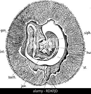 . Die Cambridge Natural History. Zoologie. CLYPEASTROIDEA 547 Sauger, aber in der ersten Reihe sind sehr viel größer als das zweite; sie besitzen eine abgeflachte gelappt, Basis, und sind mit der Ampulle durch einen Kanal verbunden. Sie Problem nur vom doppelten Poren, die Blütenblatt. Der bewegungsapparat Rohr - Füße sind klein und zylindrische; Sie sind, wie bereits erwähnt, über die gesamte Oberfläche der Test zerstreut, durchdringenden sowohl ambulacral und interambulacral Platten, aber alle sind durch quer Kanäle mit den radialen Kanäle der Wasser-System verbunden. Auf die unter der Oberfläche sind sie beschränken Stockfoto