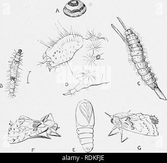 . Die Cambridge Natural History. Zoologie. LEPIDOPTERA 30 s die Weibchen hat keine gonapophyses, obwohl in einigen Anstiegen zusätzliche Formen der Tineidae, es gibt Änderungen der Struktur mit dem Terminal verbunden, Segmente, die bisher nur unzureichend untersucht worden. In der Regel wird das Ei siiiaply auf einigen lebenden pflanzlichen hinterlegt und befestigt. Lepidoptera sind die meisten ausschließlich vegetarische aller Aufträge von Insekten; eine bestimmte Anzahl ihrer Larven von Insekten, die sich mit Gemüsesäfte (Coccidae, gefüllt sind. Fia. 157.- Jletamorpliosis eines Lepidopteroii (Rhegmatop Stockfoto