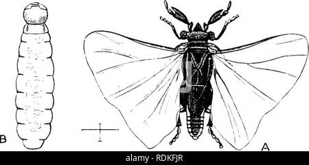 . Die Cambridge Natural History. Zoologie. STREPSIPTERA 299 andere Insekten, der Aufträge Hymenoptera und Hemiptera. Ihre Struktur und ihre Lebens-geschichten berechtigen die abnorme aller Insekten geordnet zu werden, und entomologen sind nicht vereinbart, ob Sie abweichende sind Coleoptera oder eine eindeutige Reihenfolge. Die frisch geschlüpften Larve ist eine Minute triungulin (Abb. 154), etwas wie die von meloe; er legt sich auf die Haut der Larve eines Bienen, dringt in das Innere, und es erfährt seine Metamorphosen, die männlichen emerg-Ing eine kurze Periode einer abnormall zu genießen Stockfoto