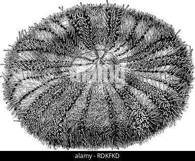 . Die Cambridge Natural History. Zoologie. 536 STACHELHÄUTER ECHINOIDEA dieses bemerkenswerte Familie von Mortensen in zehn Gattungen unterteilt ist, die sich wie gewohnt auf der pedicellariae, sondern berücksichtigt auch die Form der Spitze des harten Material auf die Stacheln. Die meisten Autoren beziehen sich die meisten Arten in zwei Gattungen, Phormosoma und Asthenosoma (Abb. 238), auch die Anerkennung einer Gattung Spcrosoma für ein oder zwei aberrante speciea Asthenosovia ist dis-tinguished durch breite Zwischenräume der Membran zwischen der. Abb. 238. - Mündliche Anzeigen von Asthenosoma hystrix. x w. (Von Wyville Thomson.] Platten, und durch Stockfoto