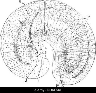 . Die Cambridge Natural History. Zoologie. Leben - Geschichte 493 Organe, die bei der Einführung der Spermien in die weibliche unterstützen. Die beiden Schläuche verbinden, und dann mit einem dorsal - platziert Zubehör Kabelverschraubung, nach außen offen durch eine mittlere Blende erhalten nach ventral ein wenig platziert hinter den Mund. Leben - Geschichte - Das Ei durchläuft einen großen Teil seiner Entwicklung innerhalb des Körpers der Mutter. In Linguatula taenioides, die in der Nasenhöhle der Hund lebt, die Eier, die Vergehen mit der nasenschleimhaut Ausscheidungen. Wenn diese, im Gras usw. verstreut, von einem Kaninchen gegessen werden, die ei-Shell ist Stockfoto