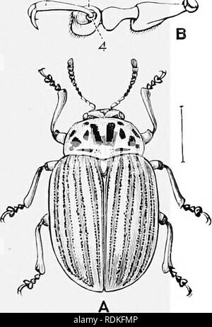 . Die Cambridge Natural History. Zoologie. COLEOPTERA phorous Serie, mit whicii Es hat jedoch keine direkte Verbindung. Auf der anderen Seite ist es so eng mit Chrysomelidae verbunden, dass es nicht möglich ist, gute Charaktere, um anzuzeigen, dass die zwei derzeit zu unterscheiden. Die australische Gattung Cmyophagus, und die großen Südamerikanischen Arten von Caryohorus Recht zu unterscheiden, als Familien zu sein, obwohl Lacordaire und Chapuis in Bruchidae, der andere in Chrysomelidae platziert. Die Definition, die wir gegeben haben, gilt es daher, die Mehrheit der Familie, nicht aber auf die-abartigen Stockfoto