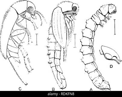 . Die Cambridge Natural History. Zoologie. 268 COLEOPTERA leben - Geschichten scheinen, er einzigartig vielfältig; aber leider die}' sind nicht vollständig bekannt. Die Larven einiger der Mordellids haben in die Stängel von Pflanzen gefunden worden, und ihre Behandlung daraus ableiten. Dies wird durch die Schwarz sagte zweifellos der Fall mit JlordcIIistcna floridcnsis zu sein. Coquillett hat die Larven von M. jntMulata in Werk gefunden - ergibt sich unter Umständen, die es sehr wahrscheinlich, dass Sie die Fütterung auf einem Lepidopterous Larven in die Stiele enthalten waren; und Osborn fand eine ähnliche Larve, die ziemlich sicher eine Jf war Stockfoto