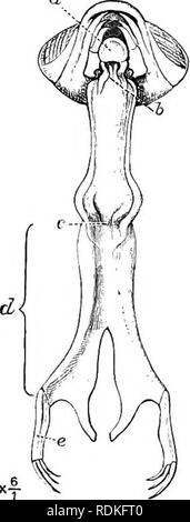 . Die Cambridge Natural History. Zoologie. Die Ausweitung der Flügel wird durch häufige Eleva- und Vertiefungen des Körpers begleitet, und nimmt eine Stunde oder so; die Längung der Bauch ist nicht so bald abgeschlossen, und seine brillante Farben nicht für mehrere Stunden angezeigt. Der Mund der Nymphe trägt eine Bemerkung - in der Lage, Struktur der Maske (Bild aufgerufen. 268). Es ist offenbar von einem rückständigen Wachstum der Grundlagen der Schamlippen und Lingua gebildet, ein Scharnier zwischen den beiden am entferntesten Punkt ihres Wachstums geformt wird. Die verlängerte Teile dieser Teile Tig. 267,- Junge Nymphe von frei sind Stockfoto