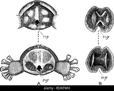 . Die Cambridge Natural History. Zoologie. XVII OPHIO THRIX WIRBEL 481 (Abb. 209, w.' y. r), und darunter perihaemal Kanäle wie in Asteroidea. Unterhalb dieser wieder die radialen Nerv - Netzkabel (Z), und unter diesem wieder einen Kanal als "epineural Canal" (p), der die fehlende ambulacral Nut darstellt. Dieser Kanal in der sehr jungen Spröde Star ist eine offene Nut, sondern wird durch die Angleichung seiner Kanten geschlossen. Die Wirbel, die hat einen doppelten Ursprung, stellt ein paar Abgesicherter ambulacral Gehörknöchelchen. In Ophiohelus diese sind nur leicht anhaftenden zueinander (Abb. 216).. Bitte nicht Stockfoto