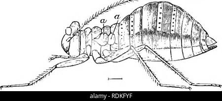 . Die Cambridge Natural History. Zoologie. 394 NEUROPTERA. Segmente im Laufe der Entwicklung, unterscheiden sich von denen, die in Orthoptera auftreten. Es gibt einige Besonderheiten mit den Kotflügeln verbunden. rrequently sie existieren, aber keine Verwendung für einige Psocidae, die perfekt - Abb. gebildet. 246.- Micropterous Form von Mesopsocus uni-punctains. a, a, Flügel. (Nach Bertkau.) Flug haben Flügel sind so zu verwenden, dass reliictant, M'Lachlan sagt, sie es Ihnen ermöglichen, selbst mit - heraus zu quetschen, die durch Flucht zu entkommen. Zu bestimmten Zeiten jedoch einige Psocidae Schwimmer am Kotflügel in considerab Stockfoto