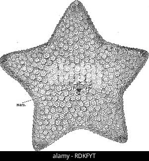 . Die Cambridge Natural History. Zoologie. VELATA 465. Abb. 198.- Blick auf Aboral Pteraster stellifer. mars, Dorsalen Brut - Tasche. X IJ. (Von Sladen.). Bitte beachten Sie, dass diese Bilder sind von der gescannten Seite Bilder, die digital für die Lesbarkeit verbessert haben mögen - Färbung und Aussehen dieser Abbildungen können nicht perfekt dem Original ähneln. extrahiert. Harmer, S.F. (Sidney Frederic), Sir, 1862-ed; Shipley, A.E. (Arthur Everett), Sir, 1861-1927. Hrsg. [London, Macmillan und Co., Limited, New York, Macmillan Company Stockfoto