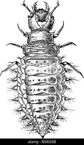 . Die Cambridge Natural History. Zoologie. V POLYMORPIIA HVDROPHILIDAE matiferous PLATYPSYLLIDAE2I 9. In Berosus gibt es Patches von aeriferous, minute Behaarung am Körper. Die Puppen von Hydrophilides Ruhe auf der dorsalen Oberfläche, die durch die dornfortsätze auf dem Halsschild geschützt ist, und auf den Seiten des Abdomens. "Wir haben schon bemerkt, dass dies eine der am meisten vernachlässigten der Familien der Coleoptera, aud die classifica- ist nicht zufriedenstellend. Es ist in der Regel in Hydrophilides und Sphaer - idiides unterteilt. Die Sphaeridiides sind im großen Teil der terrestrischen, aber ihre separaten Stockfoto