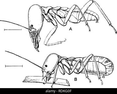 . Die Cambridge Natural History. Zoologie. 384 NEUROPTERA kletterte Pflanzen und gab akustische Signale an die Armee, die sofort mit einem Zischen und durch die Erhöhung der Geschwindigkeit mit äußerster Eile geantwortet, sie weiter marschieren durch die Stelle, an der Sie für Smeathman nach oben von einer Stunde beobachtet. Er war nicht in der Lage, ihre Nester zu finden, und keine Exemplare erhalten geblieben; die beiden Soldaten und Arbeiter besaßen Augen. März - auf diese Weise ing durch Tageslicht ist im Gegensatz zu der Natur des gewöhnlichen Termiten, und einige Zweifel an der Richtigkeit der Smeathman der Beobachtung, die Tatsächlich existierte Stockfoto