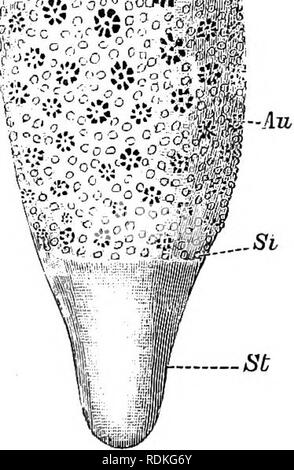 . Die Cambridge Natural History. Zoologie. 364 COELENTERATA - BLUMENTIEREN chap, Xiii dieses Meer-pen ist in der Regel Violett bei getrockneten oder haltbar gemacht. Exemplare von renilla sind sehr reichlich im flachen Wasser in einigen Gemeinden auf den Atlantischen und Pazifischen Küsten von Nordamerika, aber die Gattung hat auch von der Eed Meer erreicht, und die Küste von Australien. Ein beliebter Name für diese Gattung ist "Meer Stiefmütterchen." § 4. Veretilleae. - Dieser Abschnitt enthält eine Reihe von Gattungen, in denen die bilaterale Vereinbarung der Zooids durch ihre schrittweise Eingriff auf der dorsalen Seite der axialen Polyp verdeckt ist. Die Rach Stockfoto