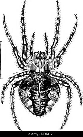 . Die Cambridge Natural History. Zoologie. CHAP. XHI ARANEAE - Spinnen 315 und die mmiber der bekannten Formen ist sicher sehr stark erhöht werden. Sie bilden eine äußerst kompakte und natürliche Gruppe, obwohl, im Rahmen der Bestellung, es gibt eine unendliche Vielzahl von Details, die rmiformity in wesentlichen Punkten die Struktur ist Bemerkung - in der Lage, und Sie sind stark von der benachbarten Grou gekennzeichnet. ps von Spinnen. Vielleicht ist es bedauerlich, dass die Aufdringlichkeit der besonders unattraktiv Exemplare der Rasse immer verursacht hat Spinnen mit mehr oder weniger Abneigung zu betrachten. Dieses Vorurteil kann kaum Stockfoto