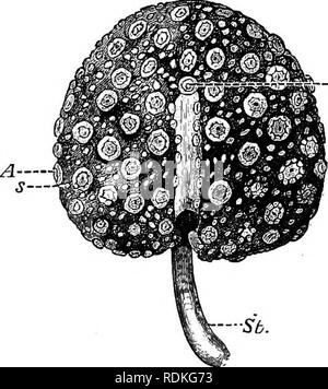 . Die Cambridge Natural History. Zoologie. ALCYONARIA - PENNATULACEA363 sind von der üblichen Art. Urribellula erscheint eine etwas seltene Hütte kosmopolitischen Gattung im tiefen Wasser zu sein, die von der Arktis bis zur Antarktis in Wasser reicht von 200 bis 2500 Klafter. Die interessant. Gattung Chunella wurde von der Deutschen "valdivia" Expedition in einer Tiefe von ca. 420 klafter vor der Küste von E.Afrika entdeckt, und in der Folge von der Niederländischen "Siboga "Expedition in einer Tiefe von ca. 500 Klafter im Malaiischen Archipel. Nach Kiikenthal,^ diese Gattung mit einem anderen eng Allie Stockfoto