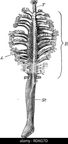 . Die Cambridge Natural History. Zoologie. 358 COELENTERATA BLUMENTIEREN die Verrucella von preying auf andere Organismen, die schädlich sein könnte. Eine interessante Eigenschaft des Verbandes ist, dass die schlangensterne sind von der gleichen Farbe wie der Host, und den Knopf - wie Platten auf Ihren aboral Oberfläche haben eine große Ähnlichkeit zu den verrucae (Abb. 157). Um V. Pennatulacea. Das Meer - Stifte Form eine sehr eindeutige Reihenfolge der Alcyonaria. Sie sind die einzige Alcyoniidae, sind nicht strikt sesshaft in Gewohnheit, die in der Lage sind, unabhängige Bewegung als Ganzes, und eine bilaterale Symmetrie der Doppelpunkt Ausstellung Stockfoto