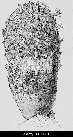 . Die Cambridge Natural History. Zoologie. ALCYONARIA - ALCYONACEA 347 kurze Strecke an der Basis. Junge Xenia Kolonien sind in der Tat Stolonifera in allen wesentlichen Zeichen. In Telesto prolifera iind wir ein Netzwerk von stolons Inkrustierende coral Zweige und andere Objekte nach der Weise der Ausläufer von vielen Arten von Clavu-Laria, obwohl die Zooids nicht von diesen Ausläufer einzeln, sondern in Gruppen, mit ihren Körper - Wände miteinander verschmolzen für eine bestimmte Distanz. In Telesto rubra Die spicules des Körpers - Wände sind miteinander verschmolzen zu einer Reihe von Pro-forated Rohre sehr ähnlich in mancher Hinsicht Stockfoto