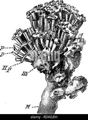 . Die Cambridge Natural History. Zoologie. XIII ALCYONARIA - STOLONIFERA 343 Sarcodictyon ist in Tiefen von 10 bis 22 Klafter tief in der Irischen See gefunden, oif die Westküste von Schottland, die Shetlandinseln, und weg vom Eddystone Lighthouse, South Devon. Eine weitere sehr wichtige Gattung ist Tuhipora, in der die Tubular body-wand Jedes zooid sehr viel länger im Verhältnis zu seinem Durchmesser ist als in Sarcodictyon und die anthocodia eingefahren ist nicht in die Ausläufer, aber in die basalen Teil des Körpers - Wand. Die Zooids sind durch horizontale Plattformen, auf denen Neue Zooids durch gemmation gebildet werden verbunden Stockfoto