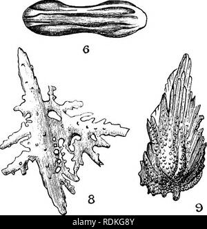 . Die Cambridge Natural History. Zoologie. 10 Abb. 149.- Der alcyonaria Spicules, 1, Club der Juncdla; 2, warted Kreuz von PlezaureUa; 3, Fackel der Municella; 4, die Nadel des Renilla; 5, warted Spindel von Gorgonella; 6, der spicule Pennatula; 7, foliate Club der Eunicm; 8, unregelmäßige spicule oi Paramuricea; 9, Umfang der Primnoa; 10, spicules von Tnchogorgia. (5 und 10 original, der Re-Tek nach Kolliker.) TvMpora (die Orgel-pipe Coral) und in Telesto rubra Die spicules des Körpers - Mauern der Zooids Sicherung perforierte kalkhaltigen Rohre zu bilden. In einigen Arten von Sclerophytum der großen spicules o Stockfoto