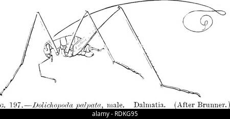 . Die Cambridge Natural History. Zoologie. 322 ORTHOPTERA Arten, obwohl Sie jetzt von entomologen zu verschiedenen trenera bezeichnet werden.. Abb. 197.- Dolichoiioda palpata, männlich. Dalmatien. {Nach Brumier. Die Locustidae Anzeige in der größtmöglichen Perfektion, die Ähnlichkeit der tegmina zu blättern, die wir erwähnt haben, wenn man von den allgemeinen Zeichen der Orthoptera. Die Flügel - Abdeckungen sind sehr Blatt - wie in Farbe und Aussehen in vielen Locustidae, aber es ist in dem Stamm Pseudophyllides und in den Südamerikanischen Gattung Pterocliroza (Abb. 198), dass das Phänomen am bemerkenswertesten ist. Die t Stockfoto