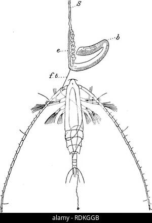 . Die Cambridge Natural History. Zoologie. SIPHONOPIIORA 299 und ihre Funktion ist es, durch rhythmische Kontraktionen, die Kolonie durch das Wasser zu treiben (Abb. 142, N). Gastrozooids. - Diese tubuläre oder Sakkulären zooids mit einem naouth und durch ihre aboral Extremität bis zum Ausläufer (Bild angehängt. 142, G). In einigen Fällen ist die aboral Region der Zooid als Magen unterschieden. Es Geweitet ist und trägt die verdauungsfördernden Zellen, die mündliche Extremität oder hypostome wird enger und transparenter. In einigen Fällen der Mund ist eine einfache runde Öffnung an der Extremität des hypostome, in anderen aber es i Stockfoto